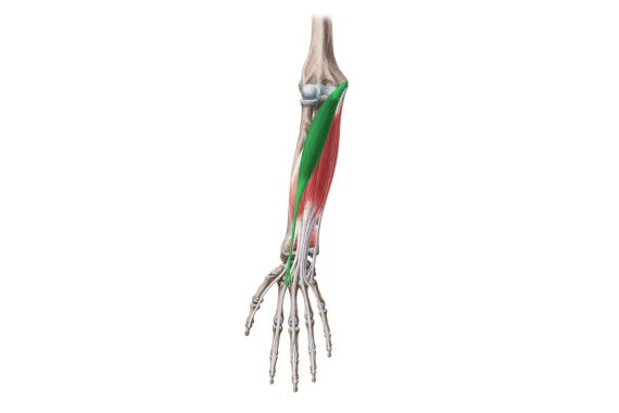 FLEXOR CARPI RADIALIS TENDINOPATHY