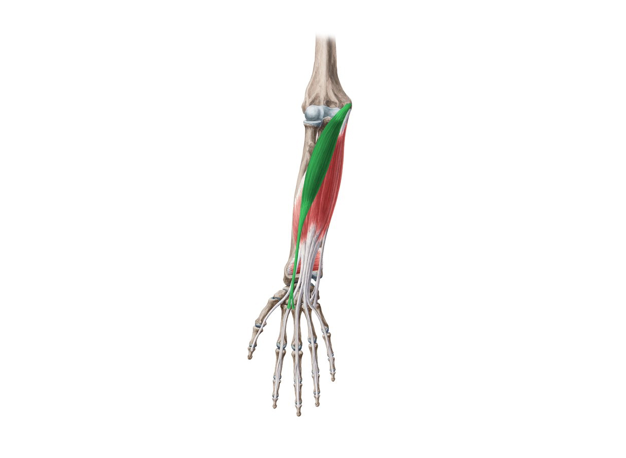 Flexor Carpi Radialis Tendinopathy - Floyd Lebatie Physiotherapy